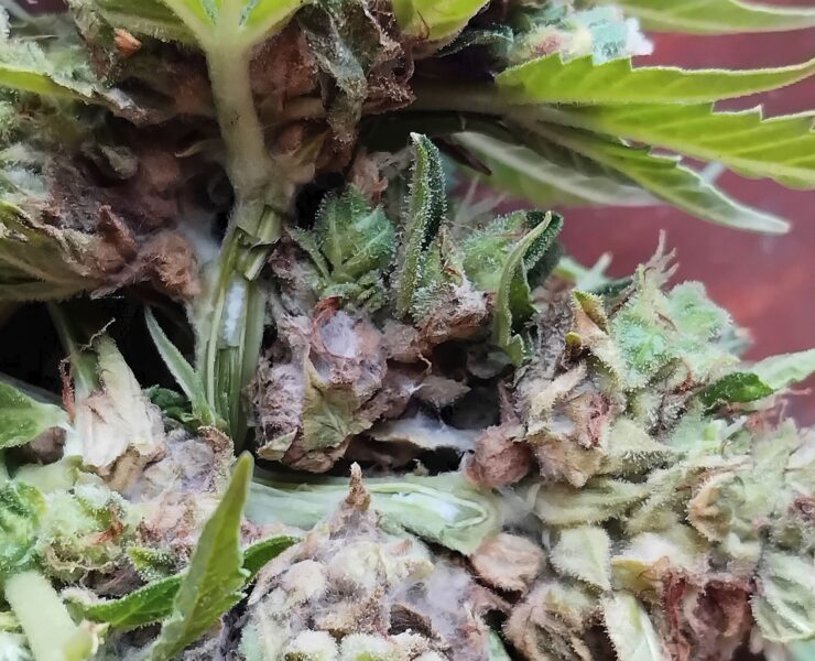 cannabis world news pests and disease image of cannabis plant with mold in the buds