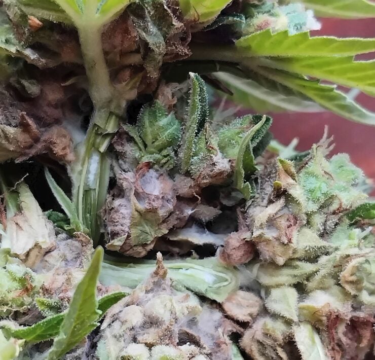 cannabis world news pests and disease image of cannabis plant with mold in the buds