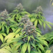 First Time Growing Weeds