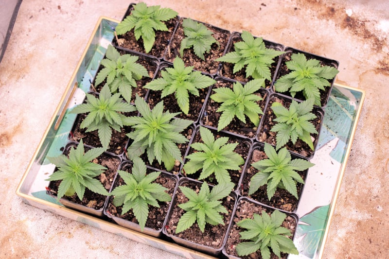 Growing Your Own Can Be Very Rewarding But Indoors is Harder than Outdoors I Think