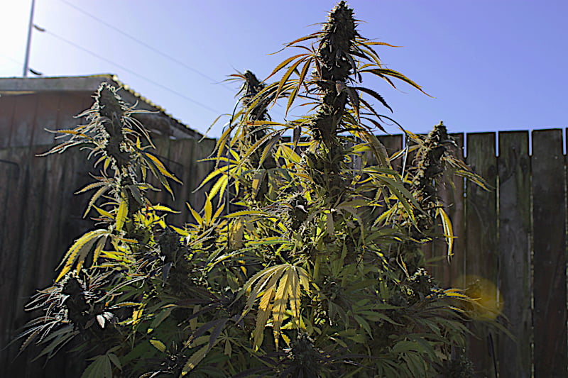 Growing Your Own Organic Herb Makes Sure Your Cannabis is Free of Pesticides Etc