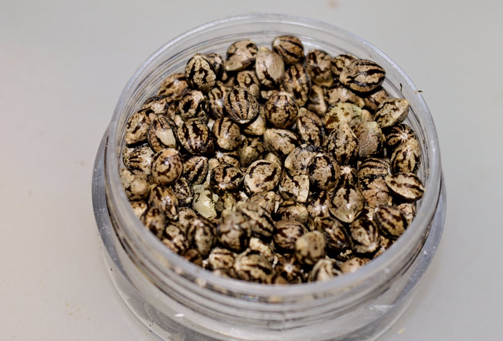 Seeds Seeds Wonderful Seeds