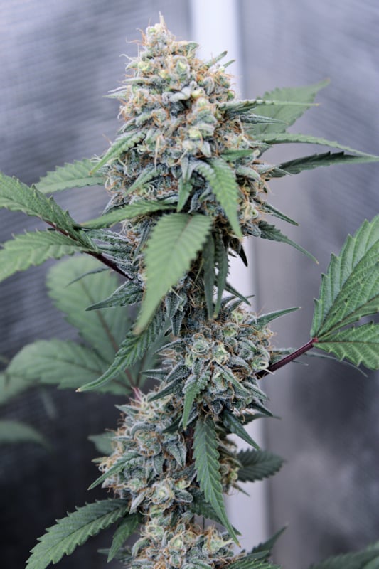 There is Nothing Quite Like Smoking Your Own Home Grown Buds