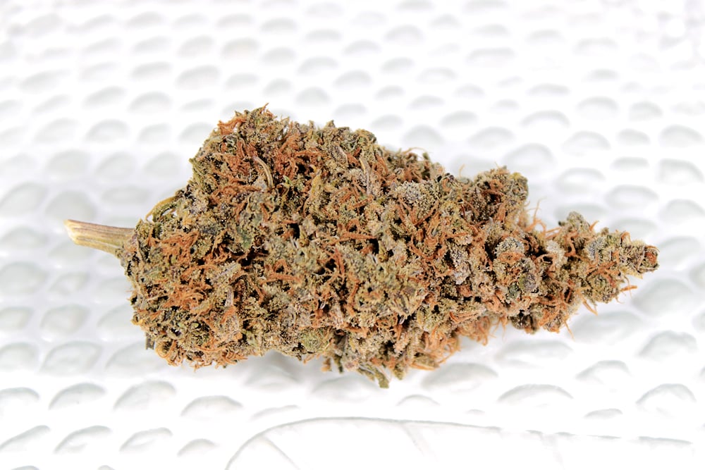 You Should Check Out Some Cannabis Seeds from Kingdom Organic Seeds at JBC Seeds