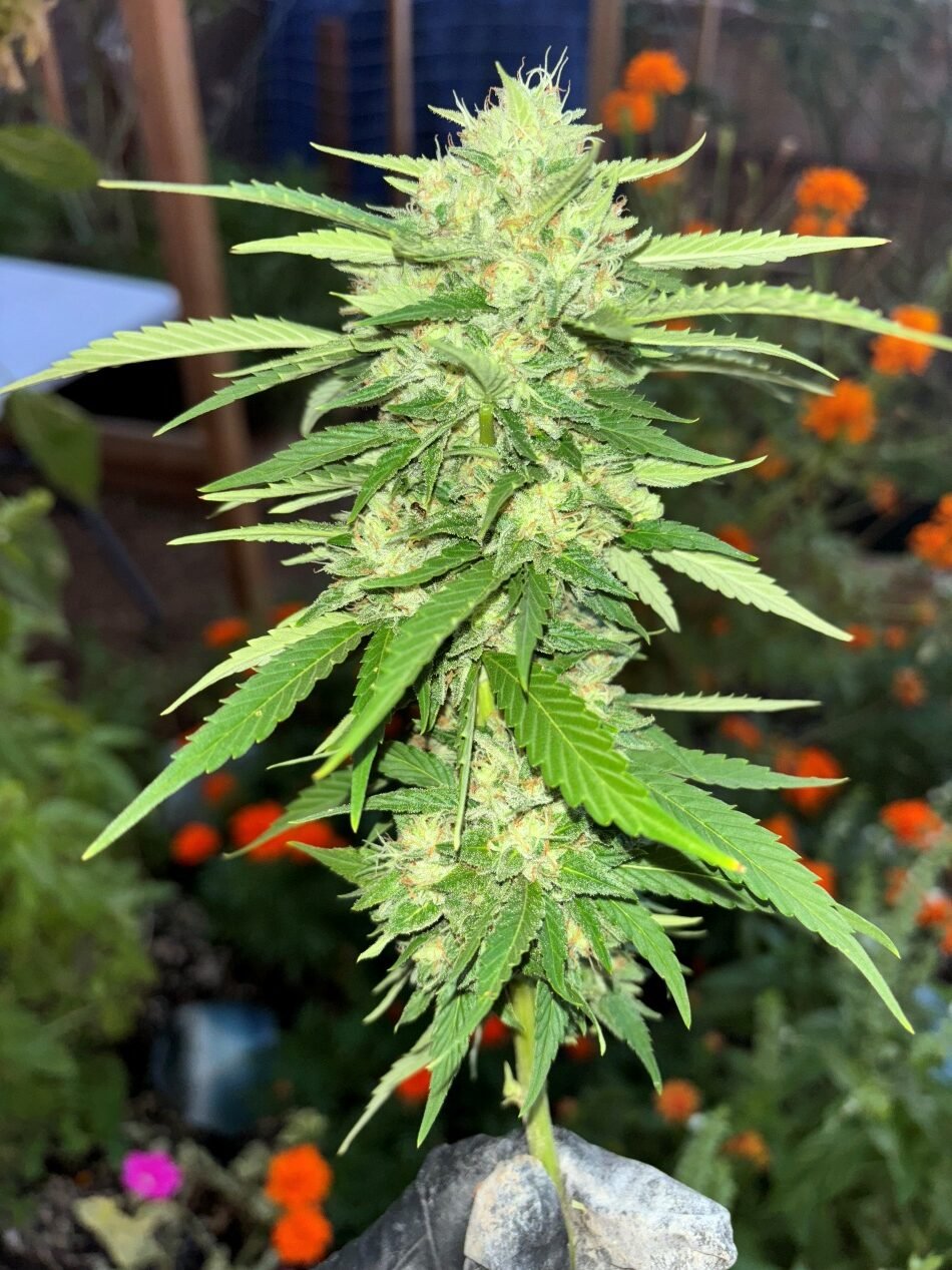 cannabis world news strain reports blood orange pot plant