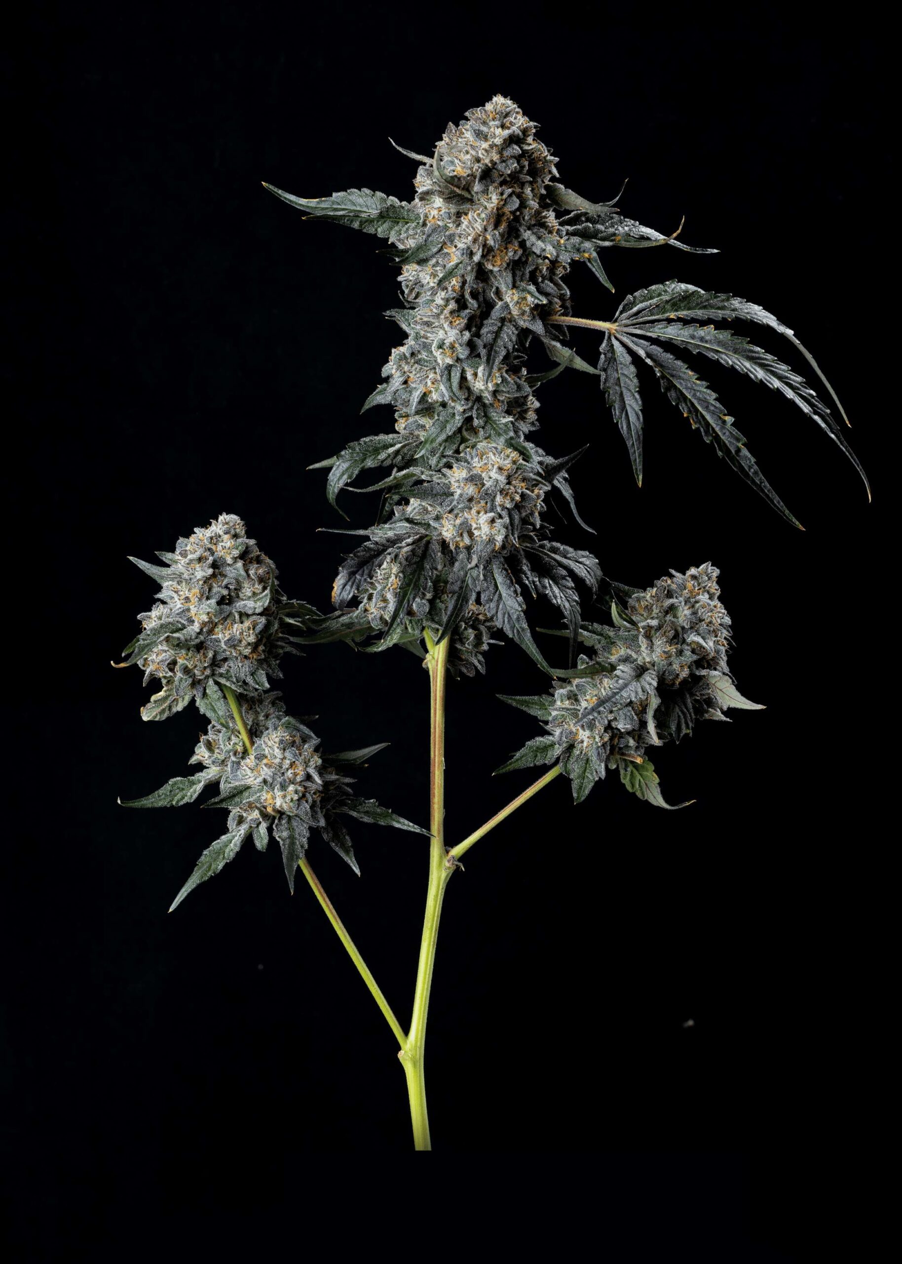 cannabis world news strain reports Oakland Runtz cannabis bud