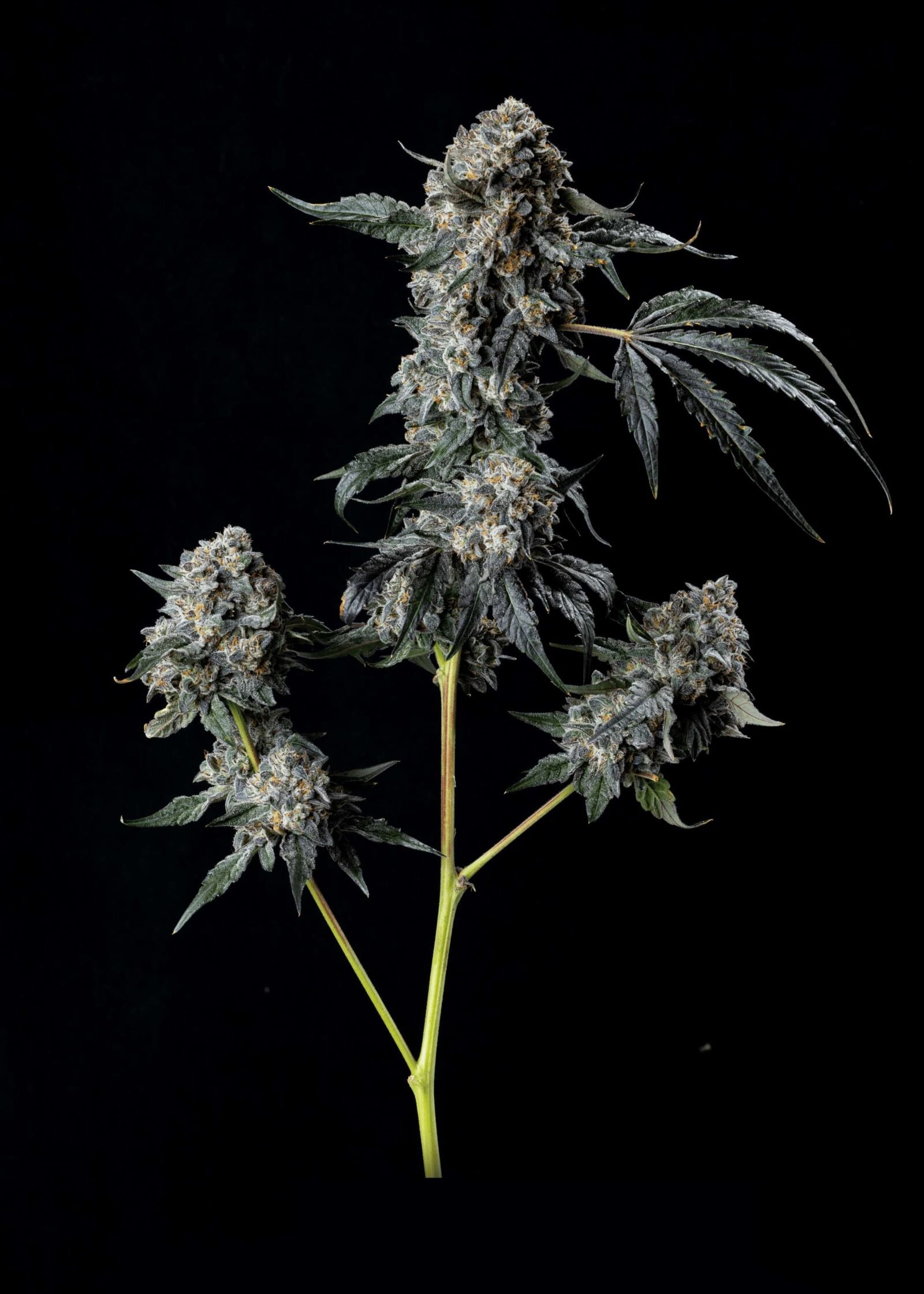 cannabis world news strain reports Oakland Runtz bud