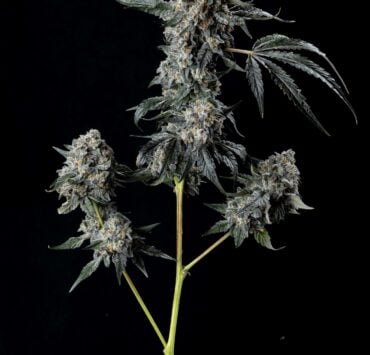 cannabis world news strain reports Oakland Runtz bud