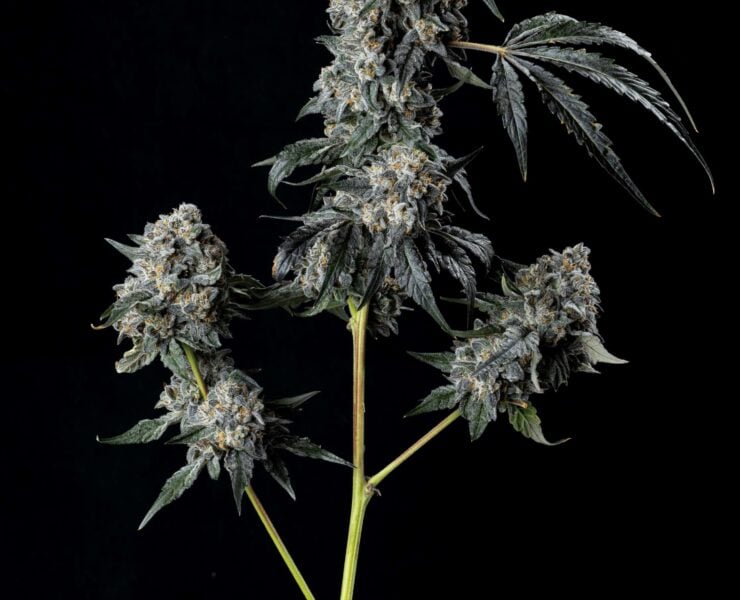 cannabis world news strain reports Oakland Runtz bud