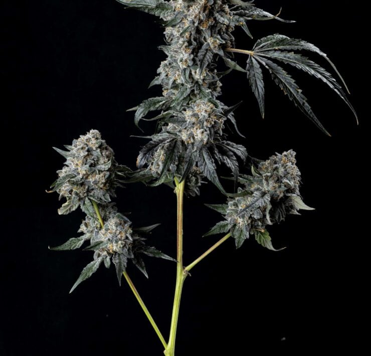 cannabis world news strain reports Oakland Runtz bud