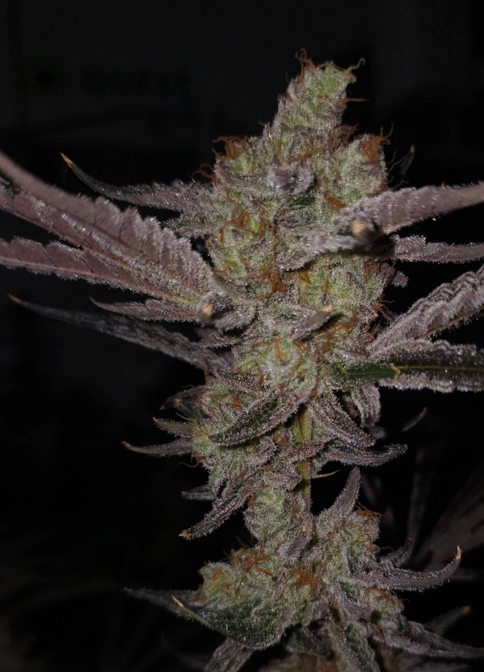 cannabis world news strain reports image of bud off of a Lion Strength strain cannabis plant