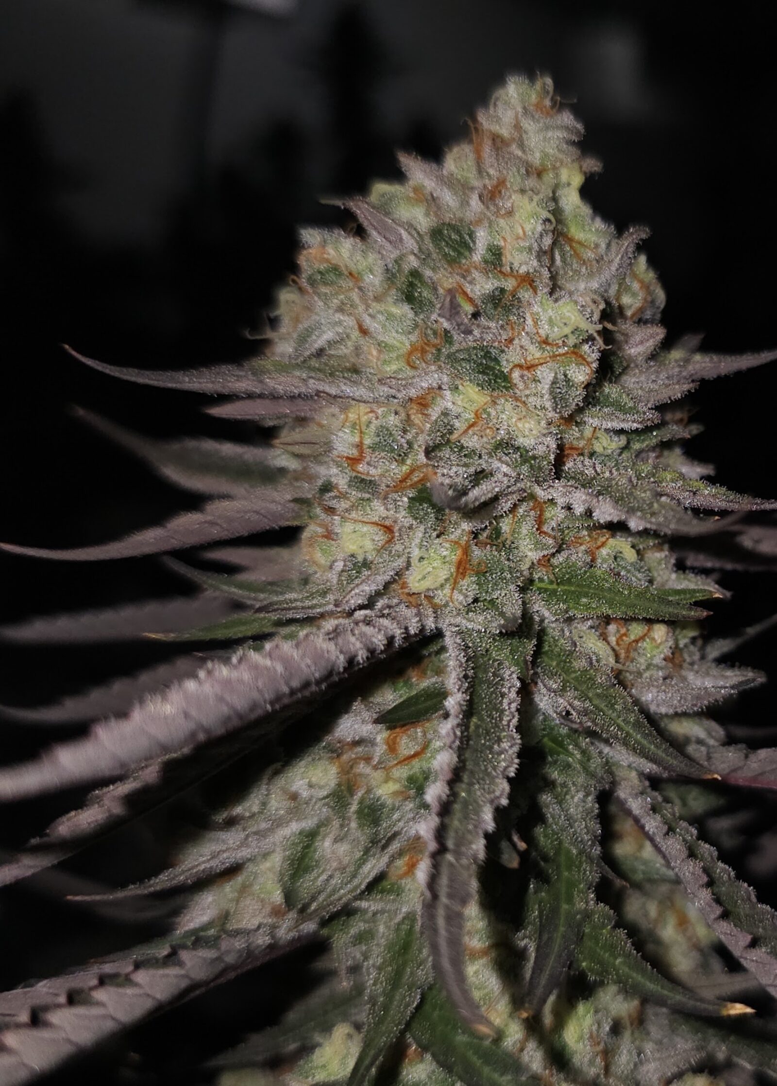 cannabis world news strain reports image of Lion Strength strain plant bud