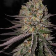 cannabis world news strain reports image of Lion Strength strain plant bud
