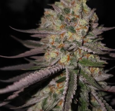 cannabis world news strain reports image of Lion Strength strain plant bud