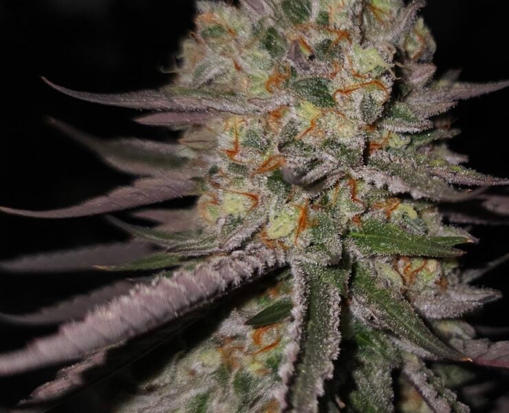 cannabis world news strain reports image of Lion Strength strain plant bud