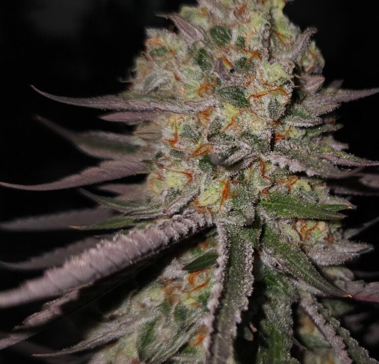 cannabis world news strain reports image of Lion Strength strain plant bud
