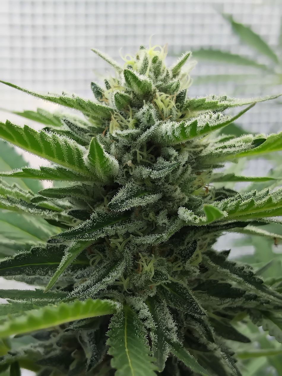 Cannabis world news how to grow image of cannabis plant