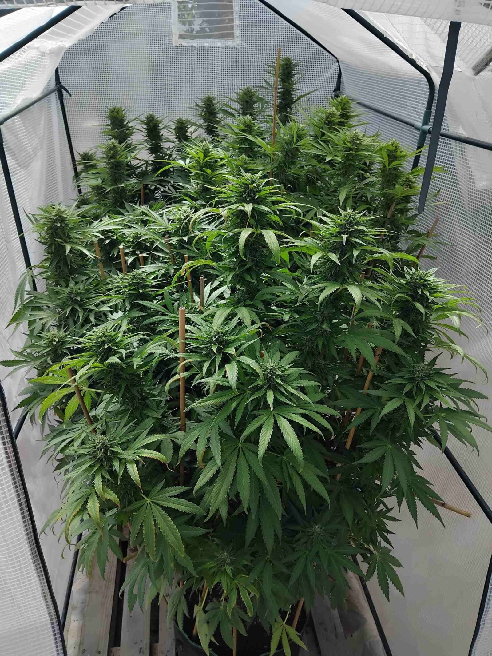 cannabis world news how to grow image of cannabis plant