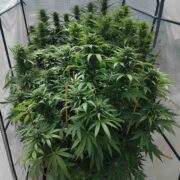 cannabis world news how to grow image of cannabis plant