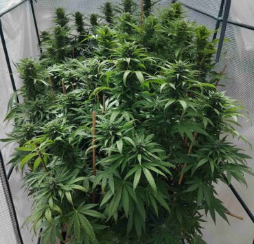 cannabis world news how to grow image of cannabis plant