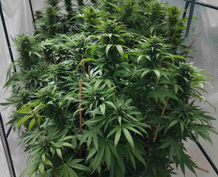 cannabis world news how to grow image of cannabis plant