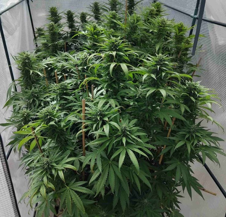 cannabis world news how to grow image of cannabis plant