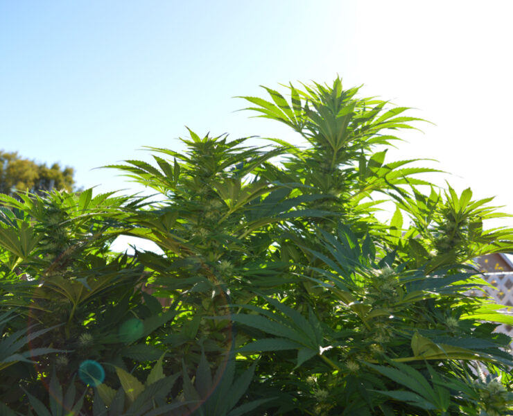 Back Yard Growing