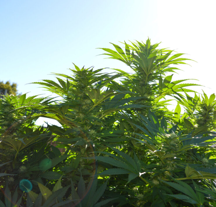 Back Yard Growing