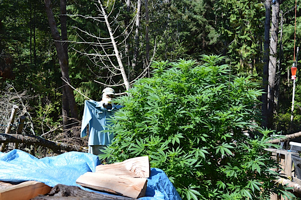 Back Yard Growing is Awesome