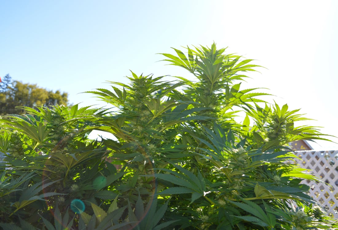 Back Yard Growing