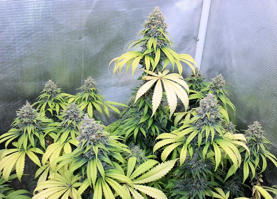 Blue Grapefruit 47 Has Some Heavy Hitters in Her Lineage