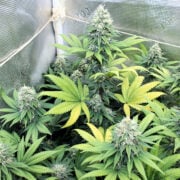 Blue Grapefruit 47 by KOS