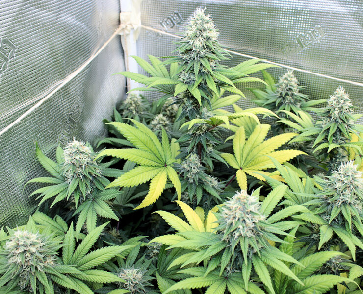 Blue Grapefruit 47 by KOS