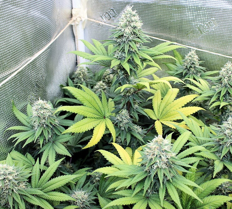 Blue Grapefruit 47 by KOS