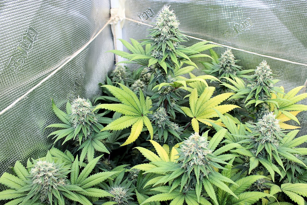 Blue Grapefruit 47 by KOS