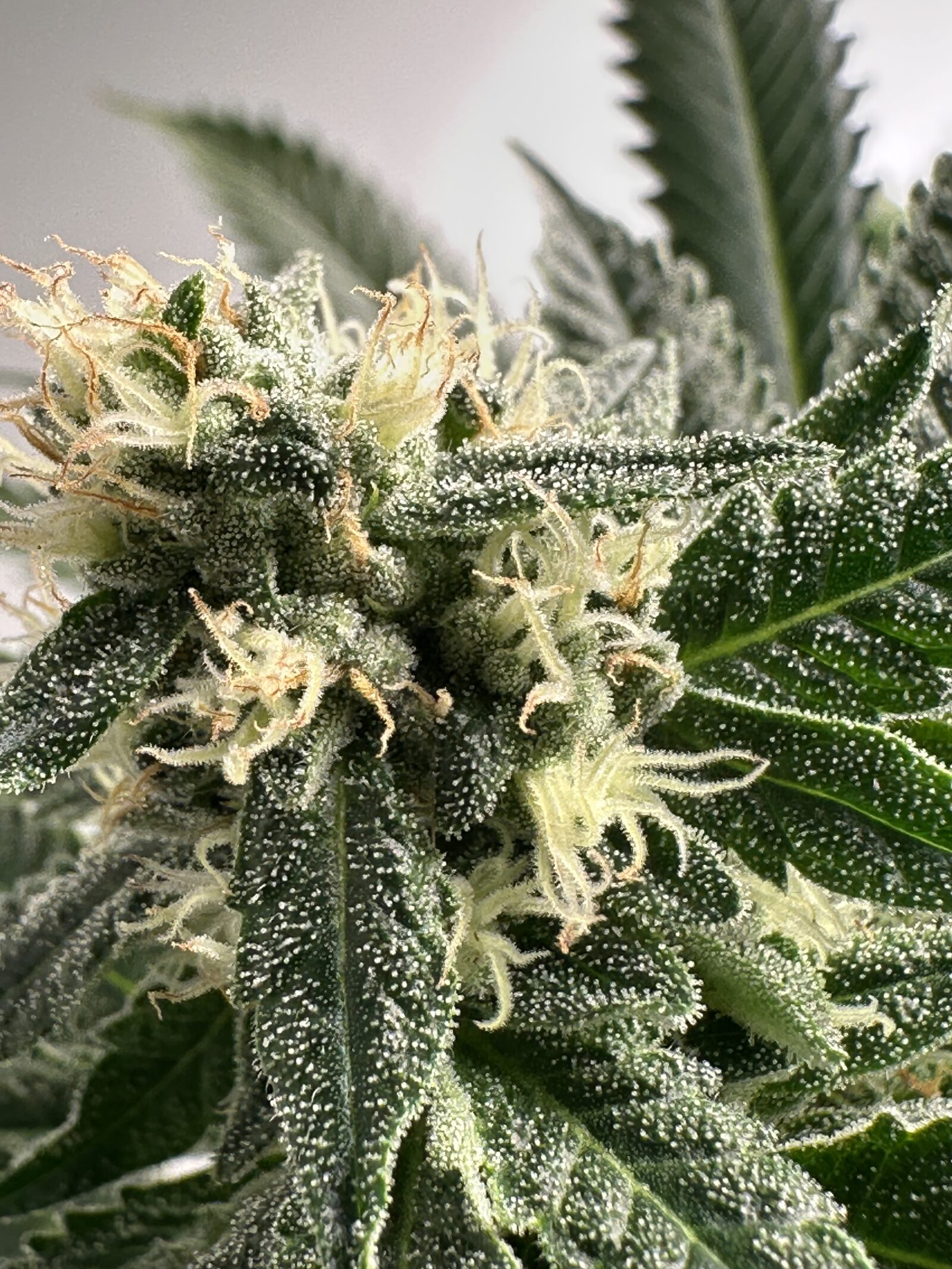 cannabis world news image of cannabis plant