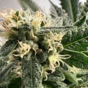 cannabis world news image of cannabis plant