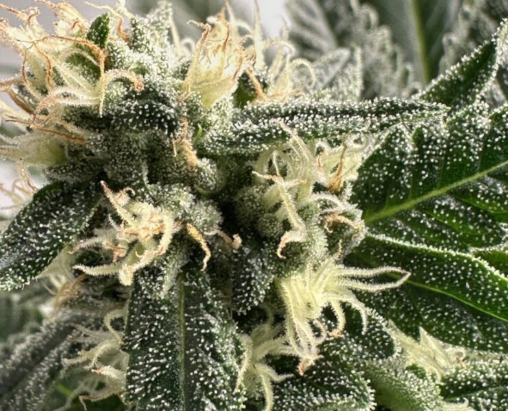 cannabis world news image of cannabis plant