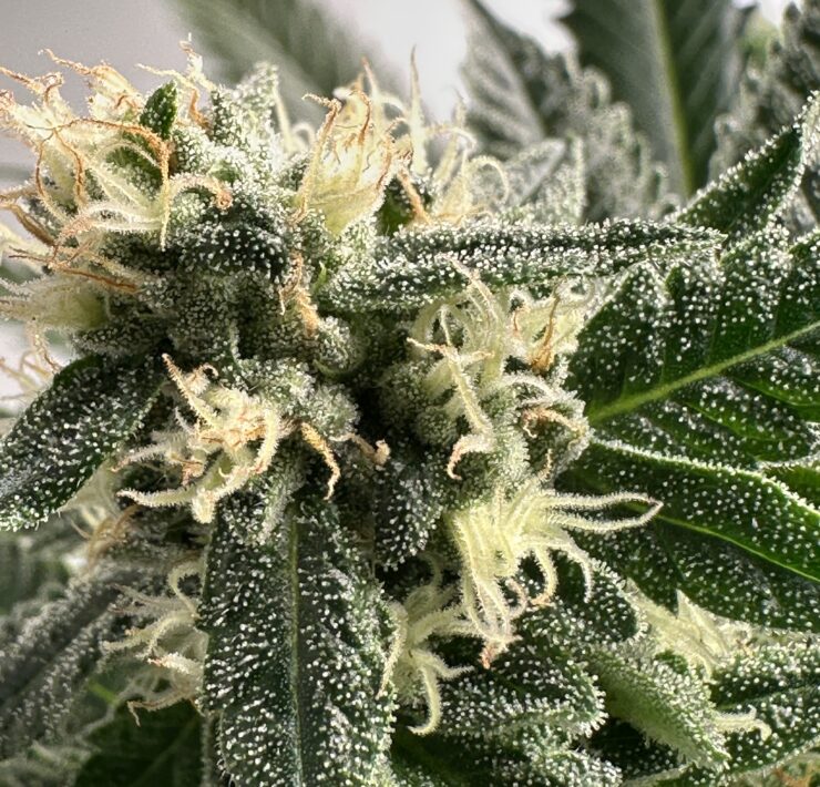 cannabis world news image of cannabis plant