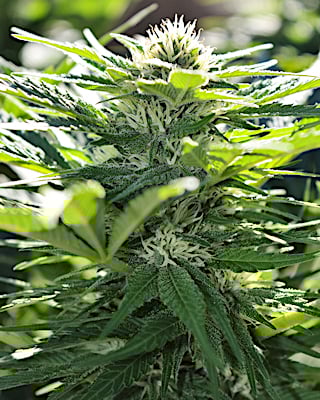 Killer Bud