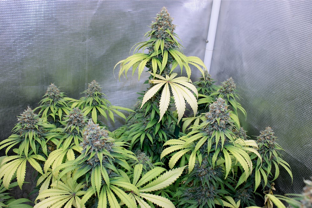 My Latest Organic TLO Container Grow