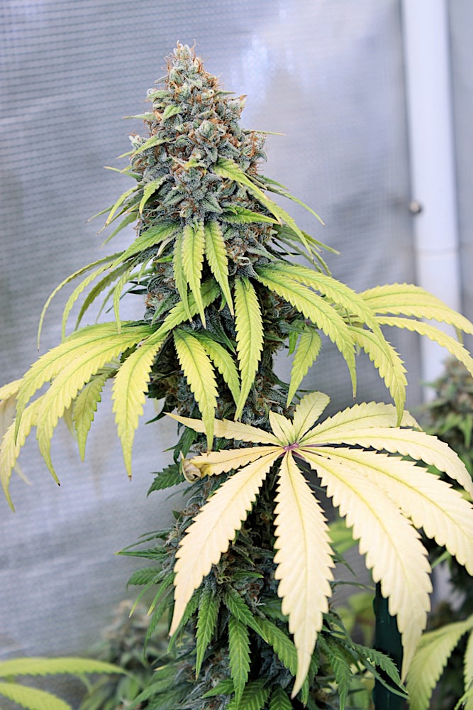 She Has Some Good Yielders That Are Easy to Trim