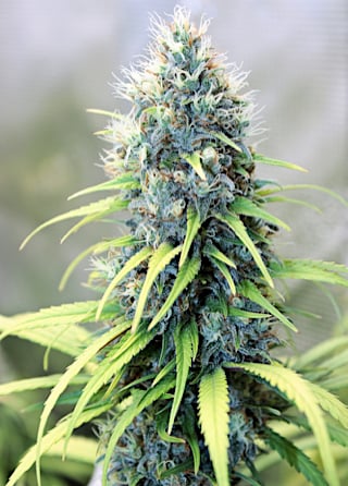 Some Phenotypes Smell Like Grape Crush at This Point
