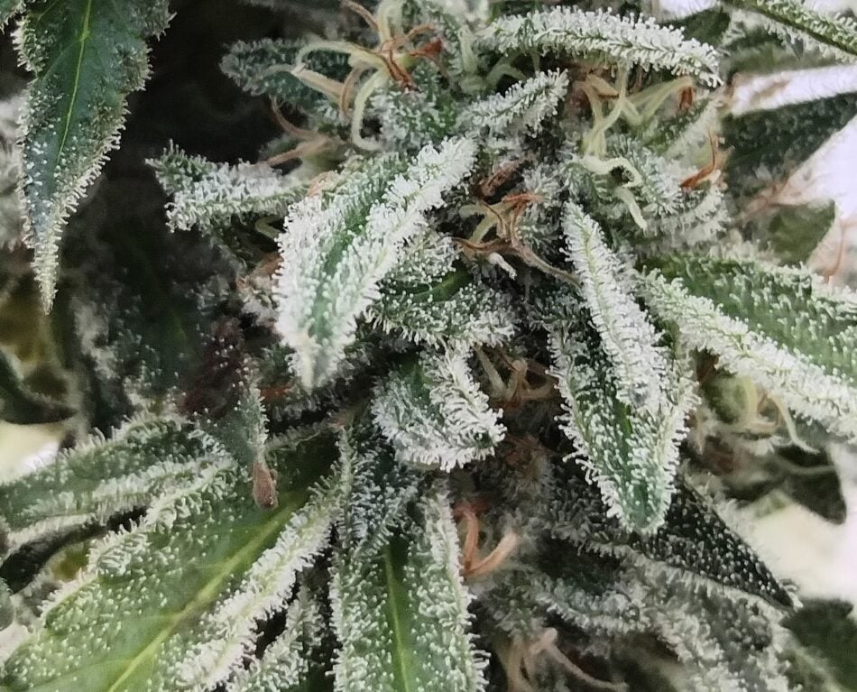 cannabis world news organic growing image of cannabis buds with crystals
