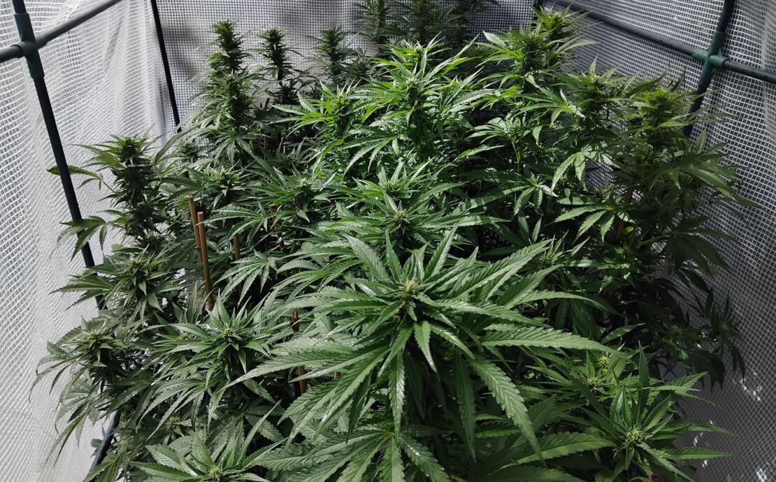 cannabis world news organic growing cannabis plant