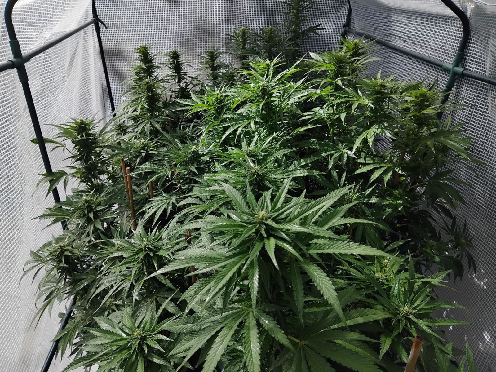 cannabis world news organic growing cannabis plant