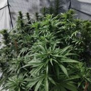 cannabis world news organic growing cannabis plant