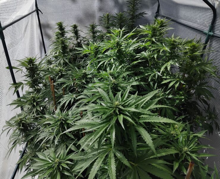 cannabis world news organic growing cannabis plant