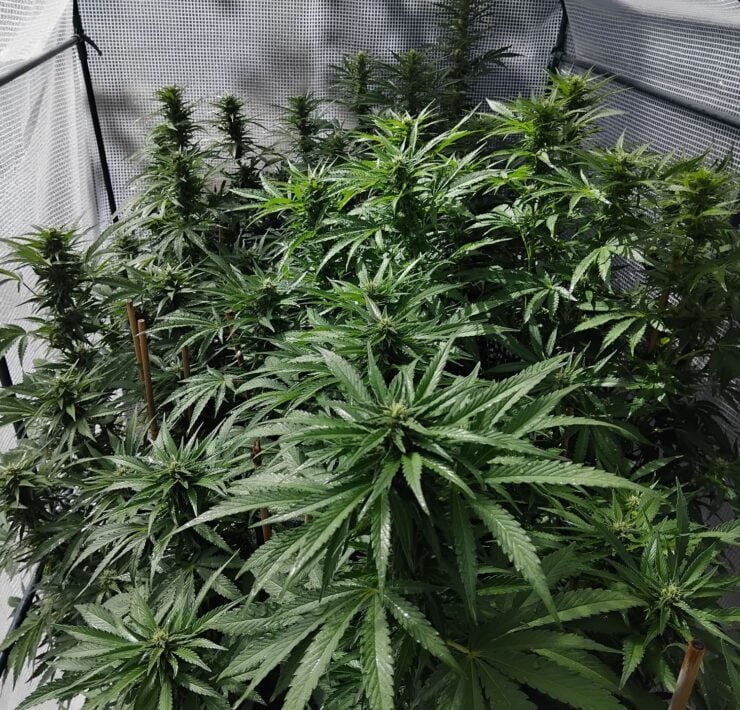 cannabis world news organic growing cannabis plant
