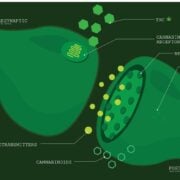cannabis world news